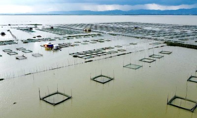 Masyarakat Sekitar Danau Toba Membudidayakan Ikan Dengan Keramba Terapung