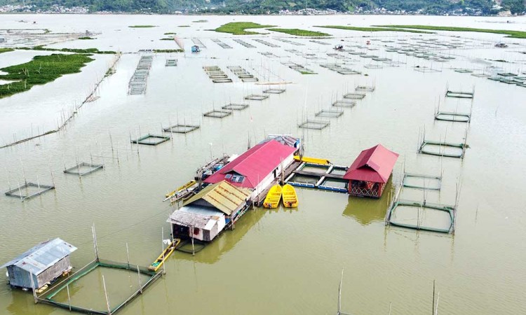 Masyarakat Sekitar Danau Toba Membudidayakan Ikan Dengan Keramba Terapung