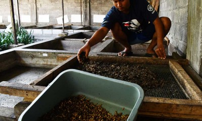 Budi Daya Maggot di Madiun Dapat Menghasilkan 300 Kilogram Larva Per Minggu