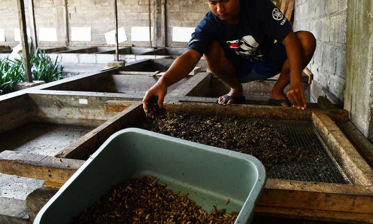 Budi Daya Maggot di Madiun Dapat Menghasilkan 300 Kilogram Larva Per Minggu