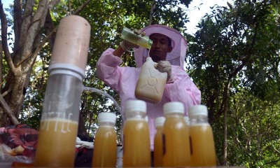 Bisnis Budidaya Lebah Madu di Aceh Terus Meningkat