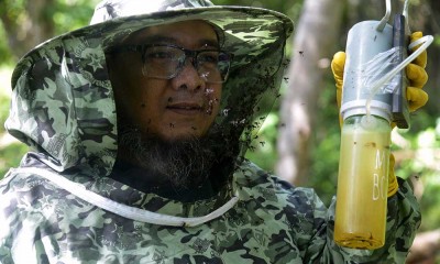 Bisnis Budidaya Lebah Madu di Aceh Terus Meningkat