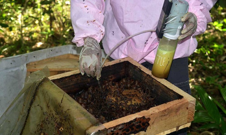 Bisnis Budidaya Lebah Madu di Aceh Terus Meningkat