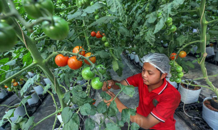 Croponics Mampu Menghasilkan Aneka Sayur Hidroponik Dengan Omzet Rp300 Juta Per Bulan