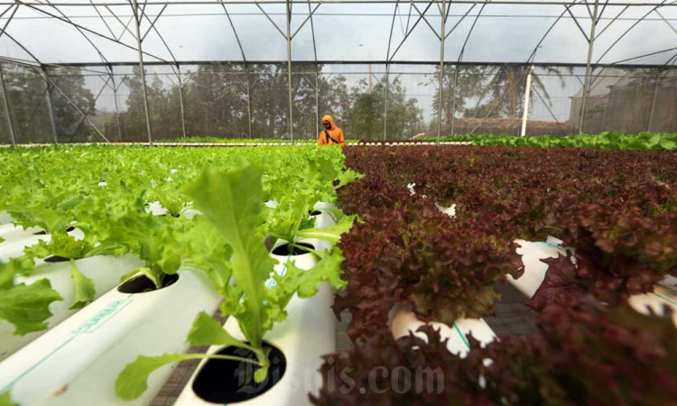 Croponics Mampu Menghasilkan Aneka Sayur Hidroponik Dengan Omzet Rp300 Juta Per Bulan
