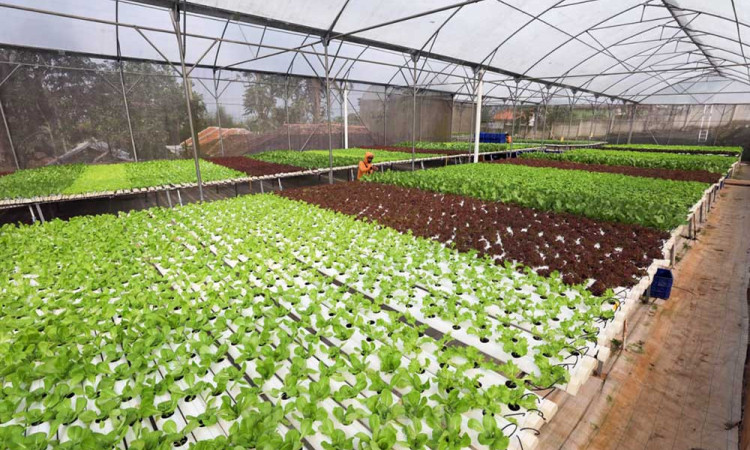 Croponics Mampu Menghasilkan Aneka Sayur Hidroponik Dengan Omzet Rp300 Juta Per Bulan