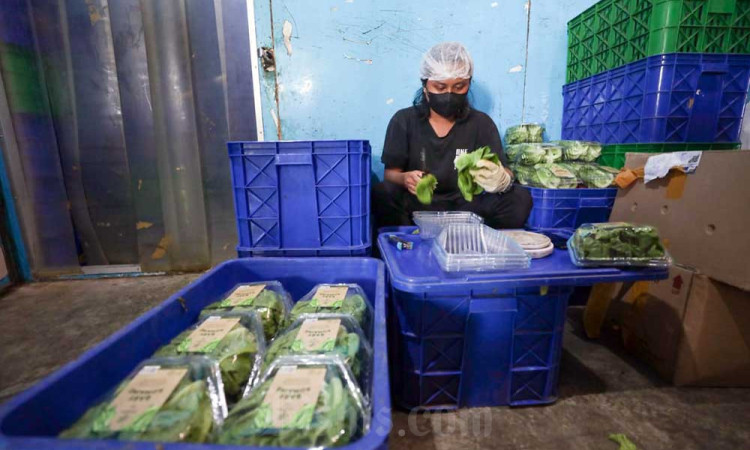 Croponics Mampu Menghasilkan Aneka Sayur Hidroponik Dengan Omzet Rp300 Juta Per Bulan