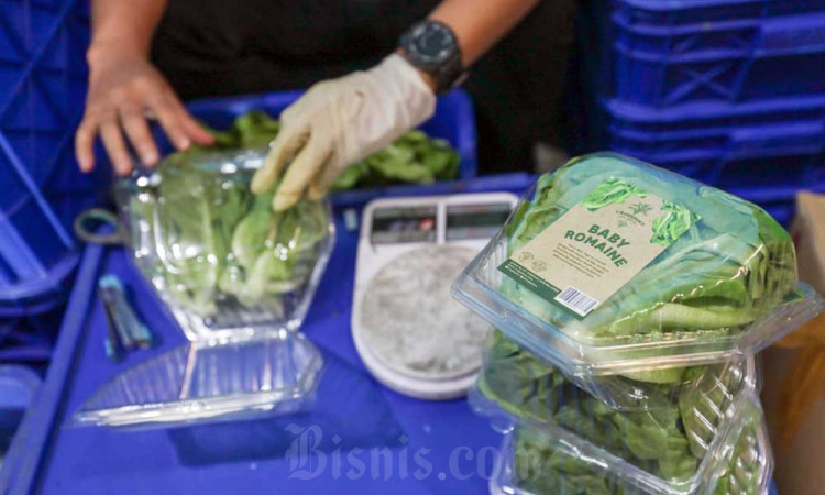 Croponics Mampu Menghasilkan Aneka Sayur Hidroponik Dengan Omzet Rp300 Juta Per Bulan