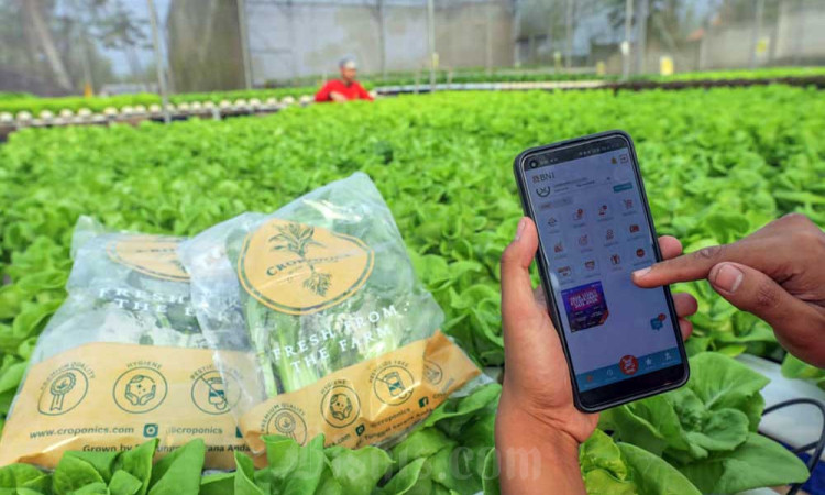Croponics Mampu Menghasilkan Aneka Sayur Hidroponik Dengan Omzet Rp300 Juta Per Bulan
