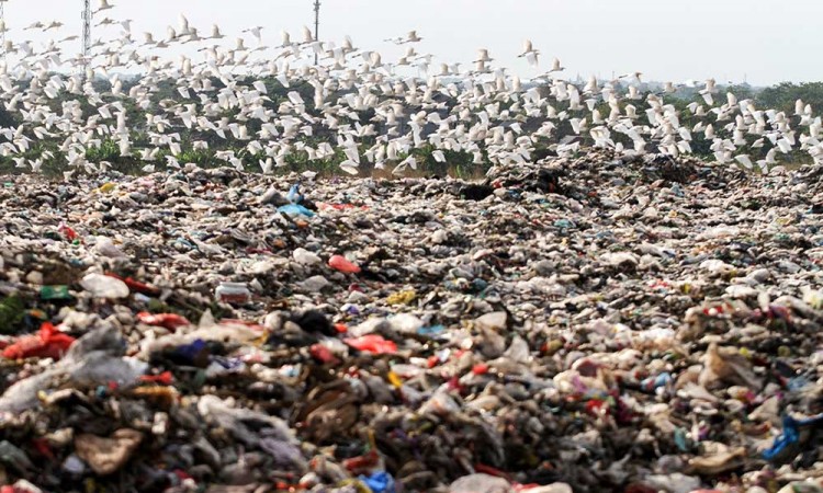 Kawanan Burung Kuntul Putih Mulai Mencari Makan di Kawasan TPA Sidoarjo