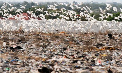 Kawanan Burung Kuntul Putih Mulai Mencari Makan di Kawasan TPA Sidoarjo