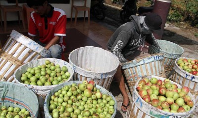 Hasil Panen Apel Malang Anjlok Dari 3 Ton Menjadi 5 Kuintal Dalam Sekali Panen