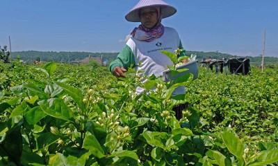 Petani di Jawa Tengah Mulai Membudidayakan Bunga Melati