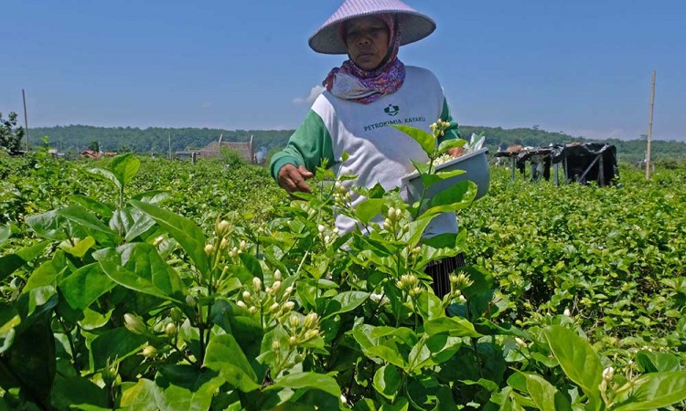 Petani di Jawa Tengah Mulai Membudidayakan Bunga Melati