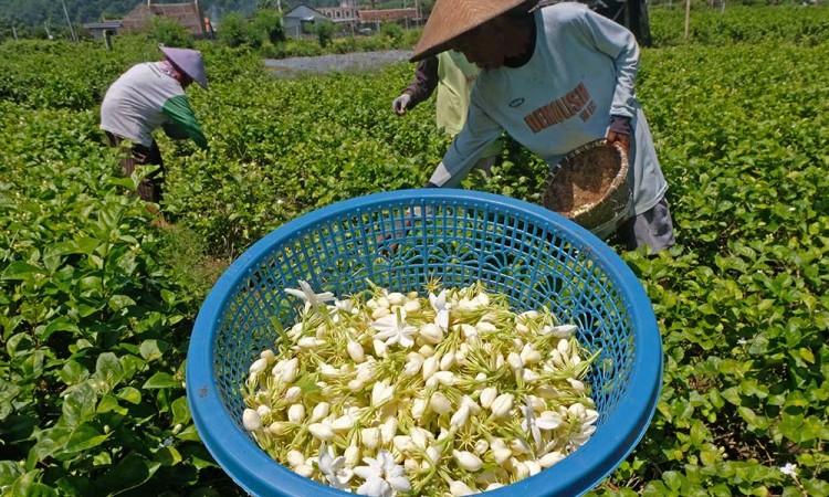 Petani di Jawa Tengah Mulai Membudidayakan Bunga Melati