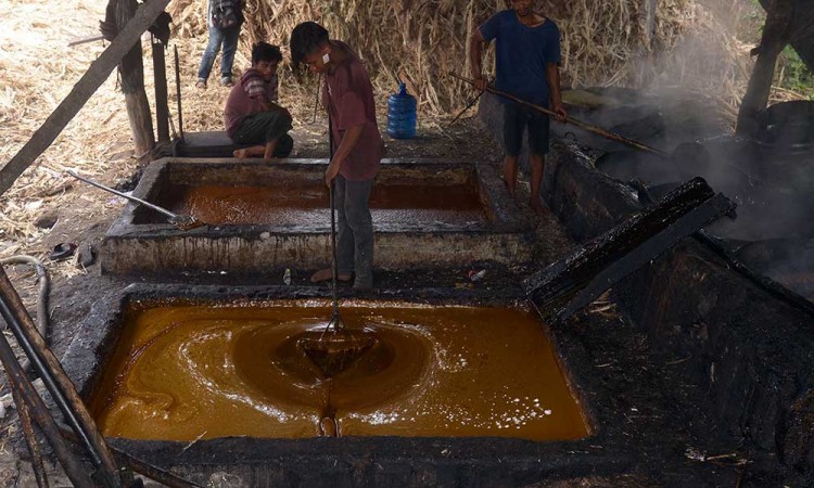 Produksi Gula Tebu Tradisional di Aceh Alami Peningkatan Menjadi 600 Kilogram Per Hari