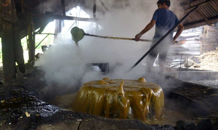 Produksi Gula Tebu Tradisional di Aceh Alami Peningkatan Menjadi 600 Kilogram Per Hari