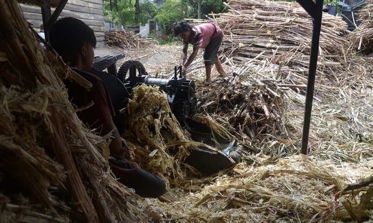 Produksi Gula Tebu Tradisional di Aceh Alami Peningkatan Menjadi 600 Kilogram Per Hari