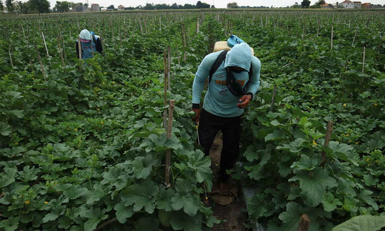 Perawatan Tanaman Buah Melon di Jombang Jawa Timur