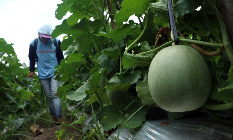 Perawatan Tanaman Buah Melon di Jombang Jawa Timur