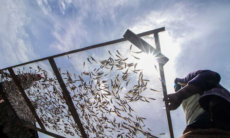 Produsen Ikan Kering di Aceh Mampu Memproduksi 20 Ton Per Hari