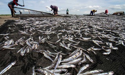 Produsen Ikan Kering di Aceh Mampu Memproduksi 20 Ton Per Hari