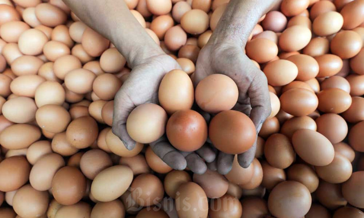 Berdasarkan laporan di SP2KP, Harga Bahan Pangan Kompak Turun