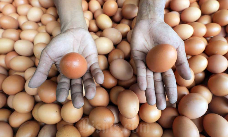 Berdasarkan laporan di SP2KP, Harga Bahan Pangan Kompak Turun