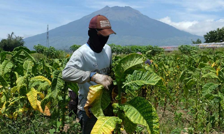 Produksi Tembakau di Temanggung Mencapai 12.000 Ton Per Tahun
