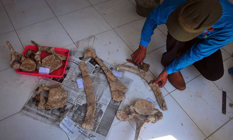 Penemuan Puluhan Fragmen Tulang Berumur 1,5 juta Tahun di Kudus Jawa Tengah