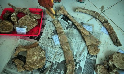 Penemuan Puluhan Fragmen Tulang Berumur 1,5 juta Tahun di Kudus Jawa Tengah