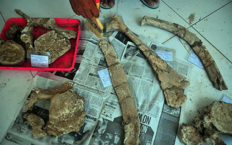 Petugas membersihkan fosil binatang purba di Museum Situs Purbakala Patiayam, Kudus, Jawa Tengah, Kamis (29/9/2022). Tim pelestari Situs Patiayam bersama Balai Pelestarian Situs Manusia Purba (BPSMP) Sangiran berhasil menyelamatkan puluhan fragmen tulang berumur 700 ribu-1,5 juta tahun yang diduga tulang gajah purba (Stegodon trigonocephalus) dan tulang sejenis rusa purba (Cervus zwaani dan Cervus lydekkeri martim) di pegunungan Patiayam pada 25 dan 26 September 2022. ANTARA FOTO/Yusuf Nugroho