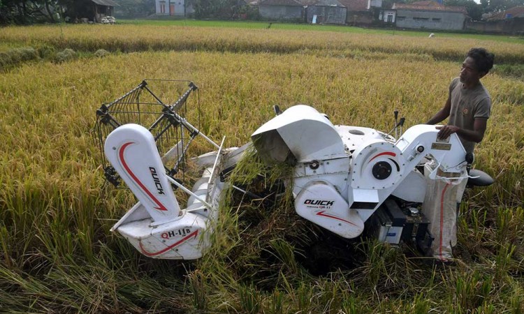 Petani Mulai Menggunakan Mesin Pemanen Padi Bantuan Pemerintah