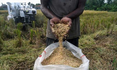 Petani Mulai Menggunakan Mesin Pemanen Padi Bantuan Pemerintah