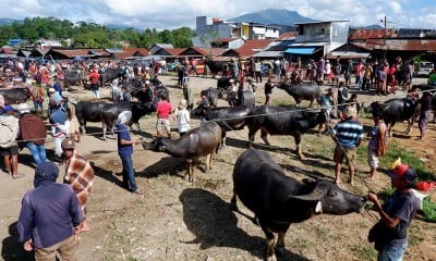 Pasar Kerbau Toraja Kembali Dibuka Setelah Sempat Ditutup Akibat PMK
