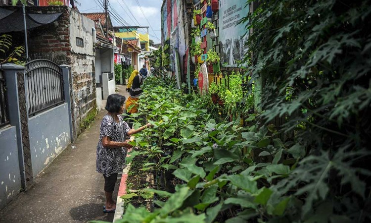 Warga di Bandung Manfaatkan Lahan Sempit Untuk Berkebun