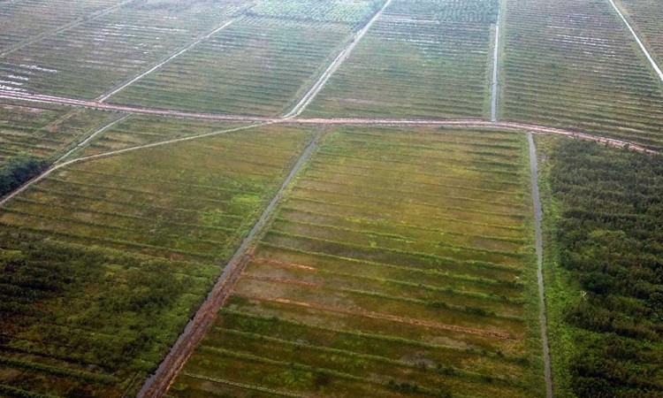 Petani Meminta Pemerintah Untuk MeRrehabilitasi Irigasi Food Estate di Kalimantan Tengah