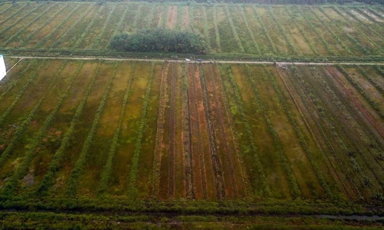 Petani Meminta Pemerintah Untuk MeRrehabilitasi Irigasi Food Estate di Kalimantan Tengah