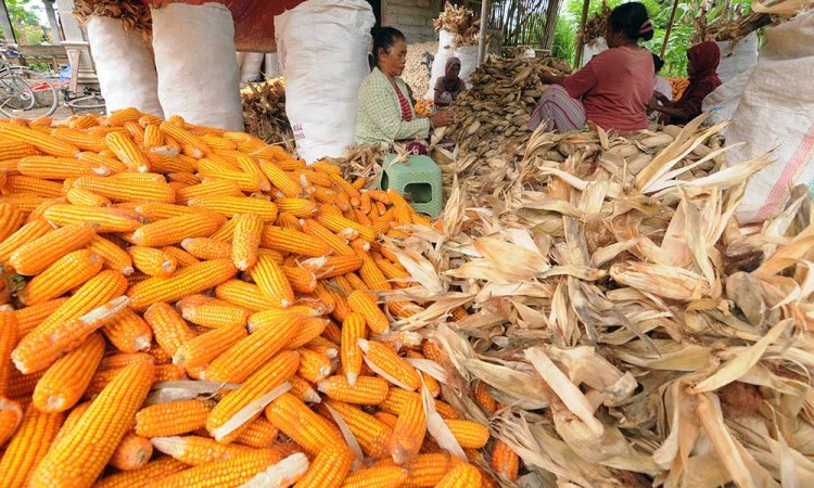 Harga Jagung di Tingkat Petani Turun Menjadi Rp4.300 Per Kilogram