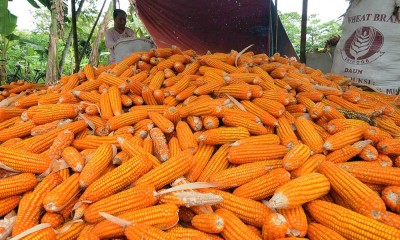 Harga Jagung di Tingkat Petani Turun Menjadi Rp4.300 Per Kilogram