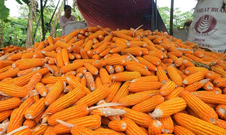 Harga Jagung di Tingkat Petani Turun Menjadi Rp4.300 Per Kilogram