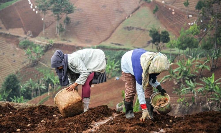 Petani Mulai Keluhkan Kebijakan Pencabutan Subsidi Pupuk Jelang Masa Tanam