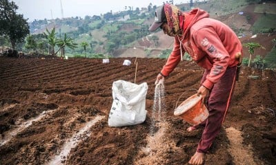 Petani Mulai Keluhkan Kebijakan Pencabutan Subsidi Pupuk Jelang Masa Tanam