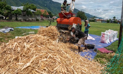 Kementerian Pertanian Targetkan Mampu Swasembada Jagung Pada 2023