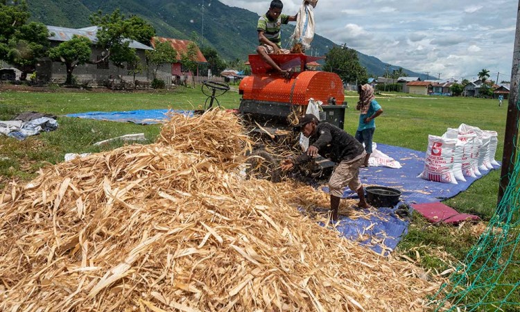 Kementerian Pertanian Targetkan Mampu Swasembada Jagung Pada 2023