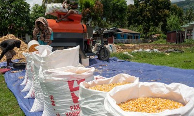 Kementerian Pertanian Targetkan Mampu Swasembada Jagung Pada 2023