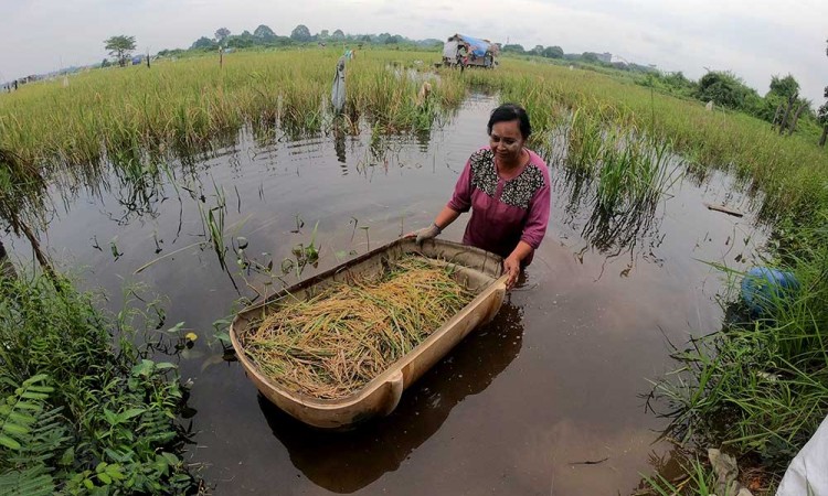 Petani di Jambi Terpaksa Panen Dini Akibat Terendam Banjir