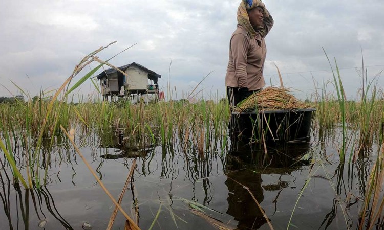 Petani di Jambi Terpaksa Panen Dini Akibat Terendam Banjir