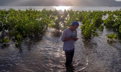 Kemendes PDTT Klaim Sudah Merehabilitasi Mangrove Seluas 500 Hektare