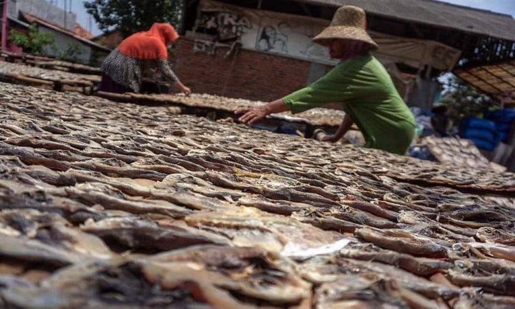 Proses Pengeringan Ikan Asin Saat Musim Hujan